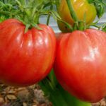 Variedades de tomate da Sibéria