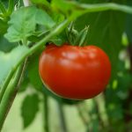 Frutas de variedades de tomate