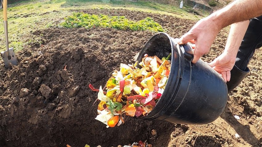 Por que os jardineiros de vegetais experientes enterram o desperdício de cozinha?- 