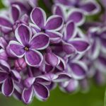 Lilac Common Sensation