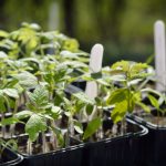 Os fertilizantes de fósforo-potássio são aplicados para o desenvolvimento adequado de tomates, ovários prolíficos no futuro