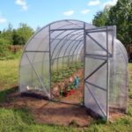 Greenhouse < pan> damaskia nigra