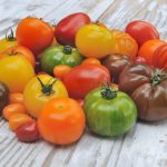 Variedade de variedades de tomate para a temporada 2022